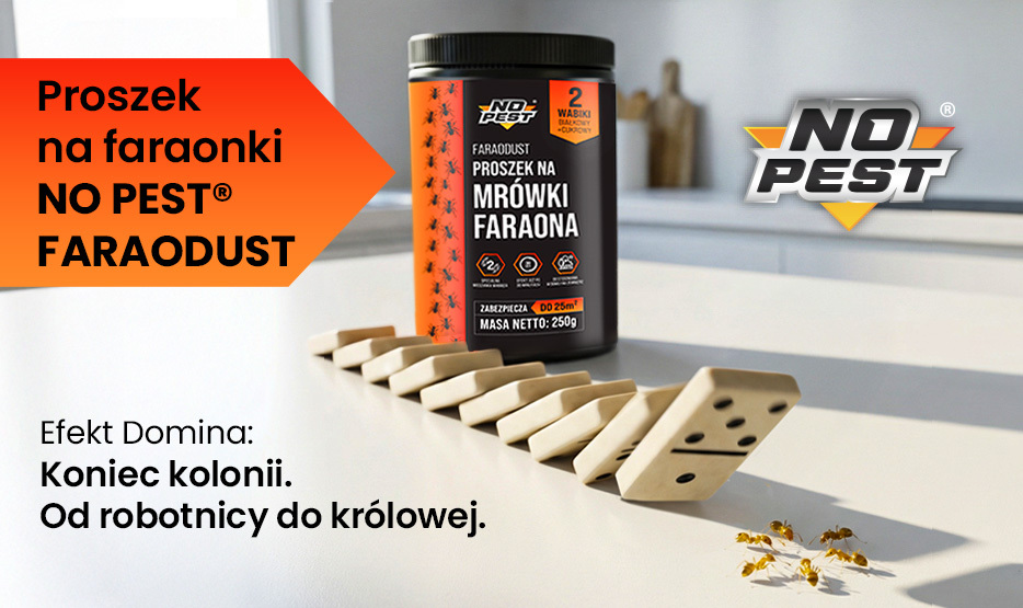 Najlepsze środki na mrówki!